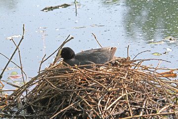folaga (Fulica atra) in cova su un enorme nido