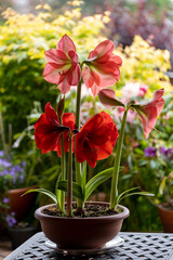 Amaryllis flowers in a garden