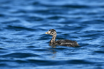Funny looking baby Red-necked Grebe bird swims alone on lake