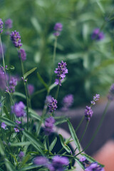 Lavender blossoms with shallow depth of field. High quality photo