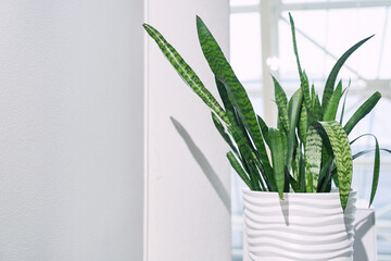Indoor plant Sansevieria trifasciata in a white ceramic pot on the background of a window in a minimalist style close-up. With space to copy. High quality photo