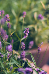 lavender plant blossoming in sunlight. High quality photo