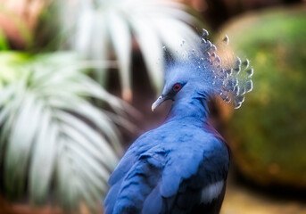 Portrait of a Victoria Crowned Pigeon