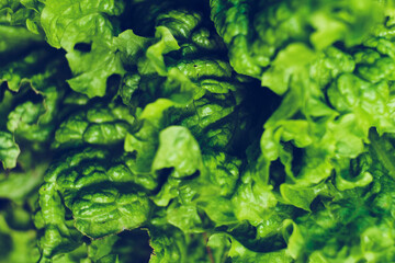 Green Salad Closeup Background. High quality photo
