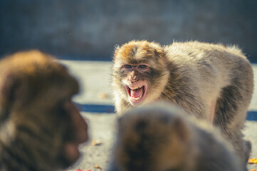 Naklejka premium Berberaffen in Gibraltar