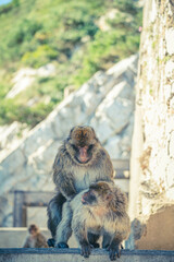 Berberaffen in Gibraltar