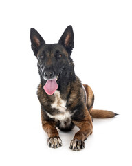 malinois in studio