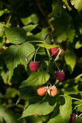 Close-up of ripe organic raspberry hanging on a branch in the fruit garden
