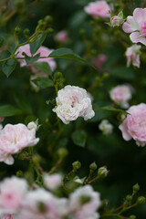 Obraz premium small terry flowers of the bush Growing roses in the garden. Blooming Roses on the Bush. 