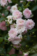 small terry flowers of the bush Growing roses in the garden.  Blooming Roses on the Bush.  