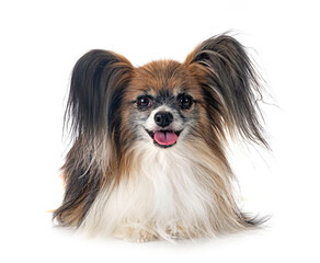 papillon dog in studio
