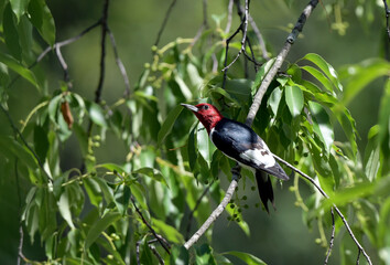 Red Headed Woodpecker perched on tree branch