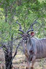Kudu bull, Kruger National Park, South Africa