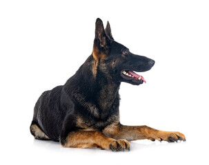 young german shepherd