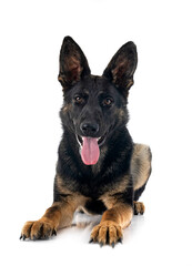 young german shepherd