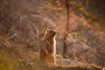 Groundhog at sunset