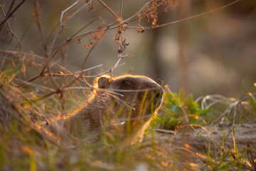 Marmot close-up