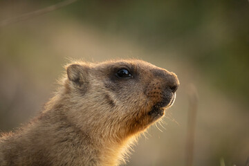 Marmot close-up