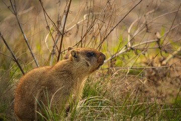 Marmot on a background of grass