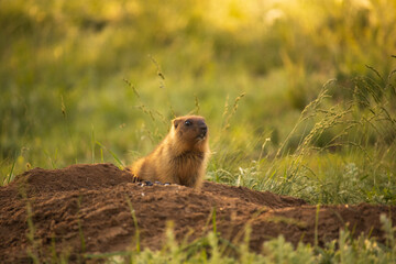 Little marmot on the sand against the background of grass