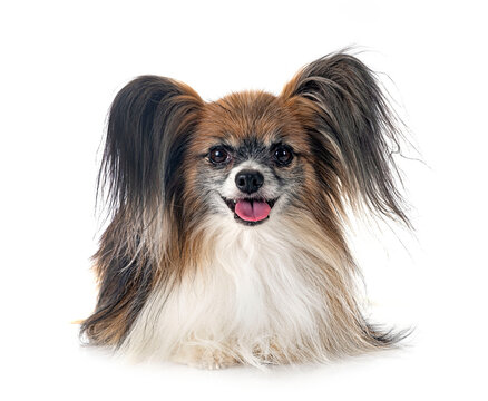 papillon dog in studio