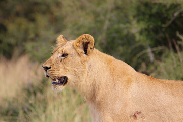 Lioness in Kruger National Park, South Africa
