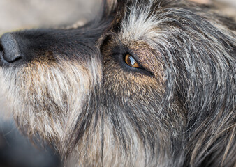 Shaggy dog with sad eyes side view. Help homeless animals.