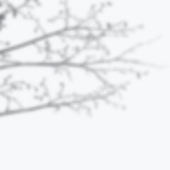 Fototapeta premium Realistic Vector transparent overlay blurred shadow of branch leaves. Design Element for Presentations and Mockups. Overlay Effect of Tree Shadow.