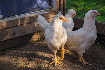 young chickens walk in paddock on rural countryside. Poultry farming and home farm. Organic antibiotic hormone free farming poultry Concept
