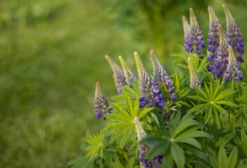 Natural flower background with lupine flowers. Copy space