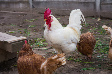 chickens and roosters walk free-range and peck grass on rural countryside. Poultry farming and home farm. Organic antibiotic hormone free farming poultry Concept