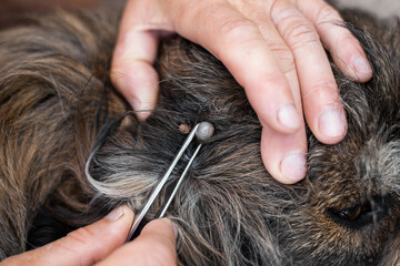 The owner removes an ixodid tick from the skin of a shaggy dog with tweezers. Parasites on animals carriers of infectious diseases.