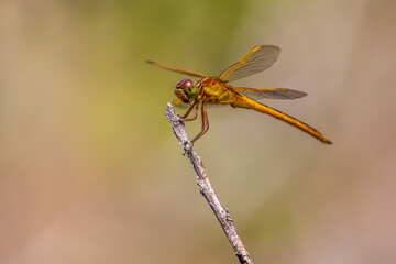 dragonfly on a branch
