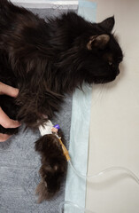 cat paw with catheter in veterinary clinic. Treatment of animals with dropper. Intravenous infusion...