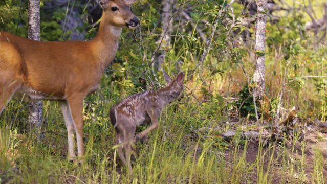 White-tailed Deer Fawn Jumping Cute Baby Animal
