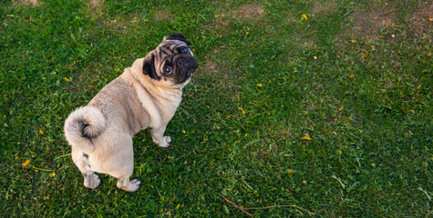 Cute pug dog staying on green grass and looking at the camera. Top view banner with space for text