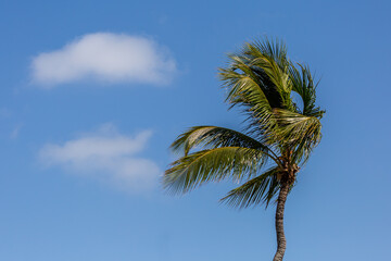 Obraz premium palm tree against sky