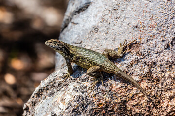 lizard on the stone