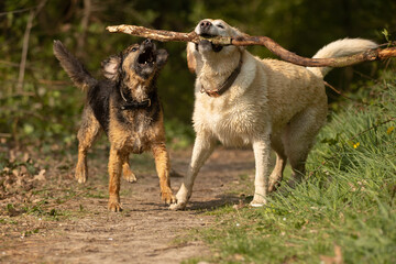 Hunde spielen mit Stöckchen