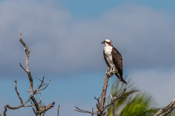 Osprey perched on a tree branch