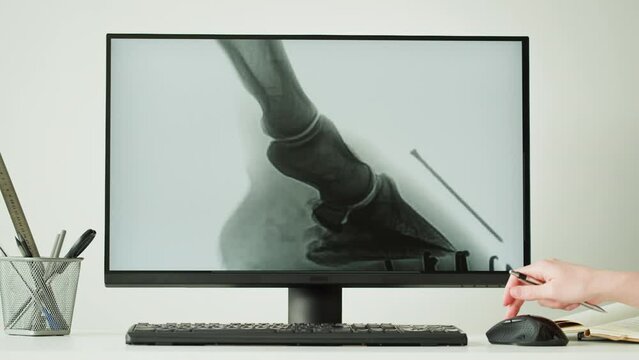 Doctor veterinarian examining horse leg skeleton roentgen on computer monitor. Woman vet analyzing animal bones x-ray, joint close-up. Healthcare and medicine concept. 