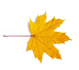 One yellow maple leaf isolated .