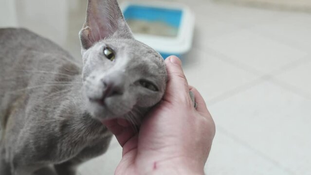 a man's hand strokes an Oriental cat. a breed of domestic cats. 