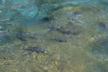 Salmon in the water