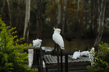 Group of sulphur crested cockatoos in Australian bush garden setting with tall gum trees