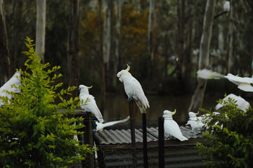 Group of sulphur crested cockatoos in Australian bush garden setting with tall gum trees