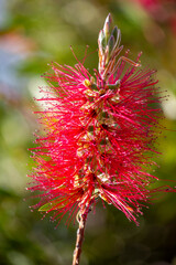 Crimson Bottlebrush (Callistemon citrinus)