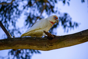 Long-billed Corella ( Cacatua tenuirostris)