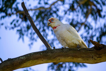 Long-billed Corella ( Cacatua tenuirostris)