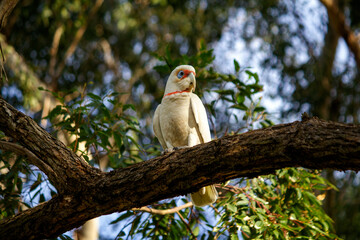 Long-billed Corella ( Cacatua tenuirostris)